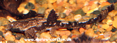 Banjo malle - Bunocephalus coracoideus